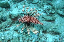 Thailand-Unterwasserwelten